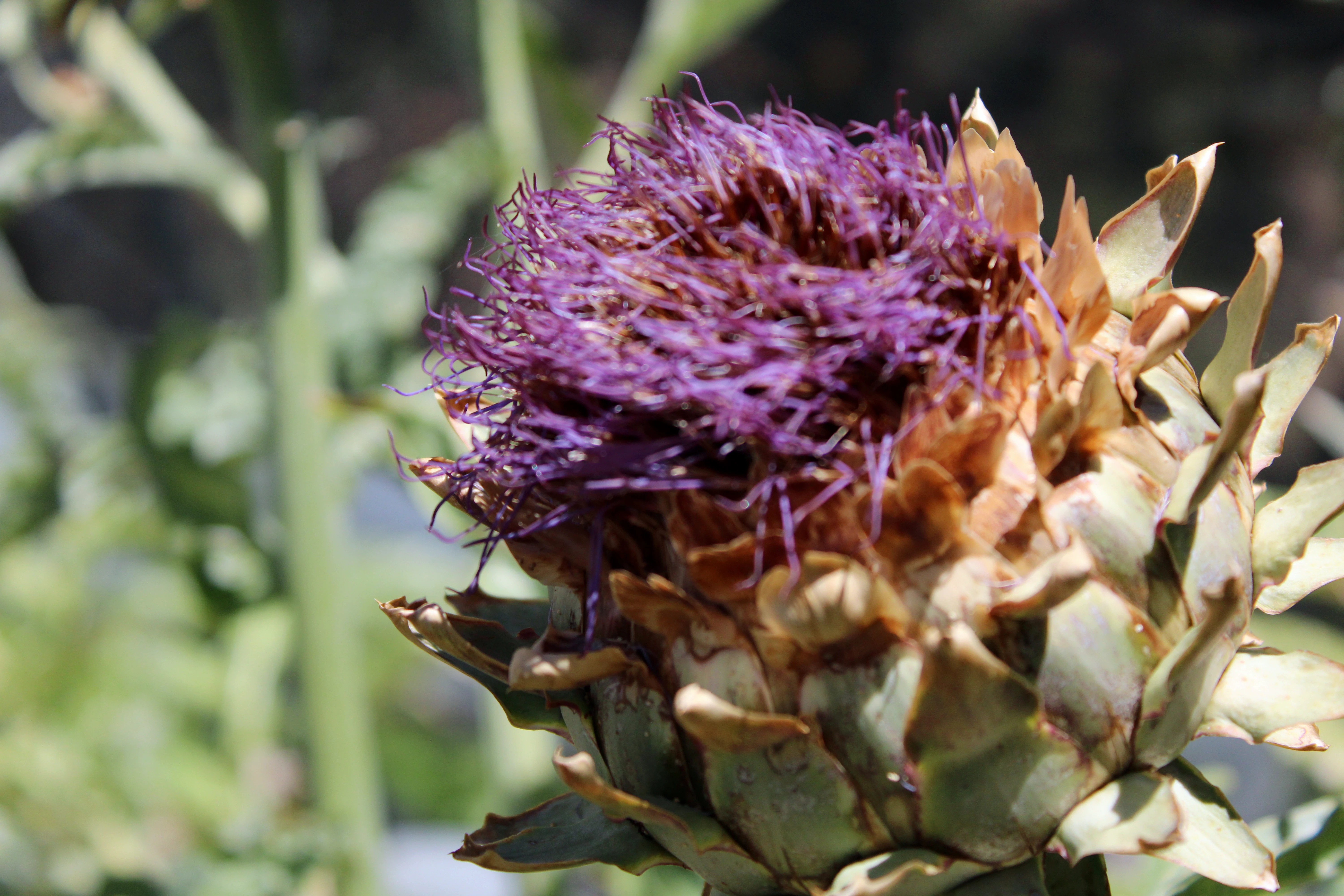 Artichoke flower in the farm garden