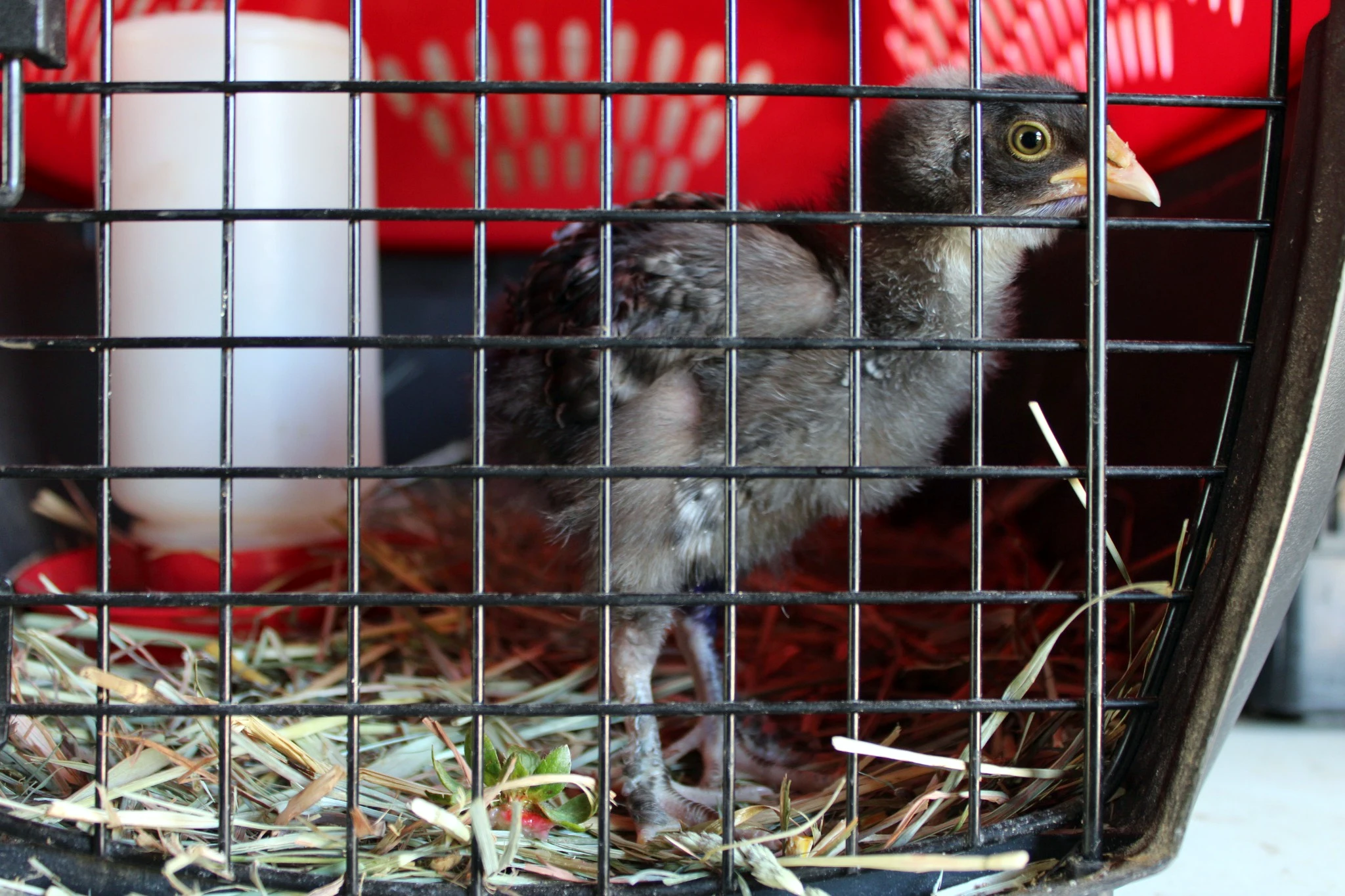 Baby chick in a small brooder cage