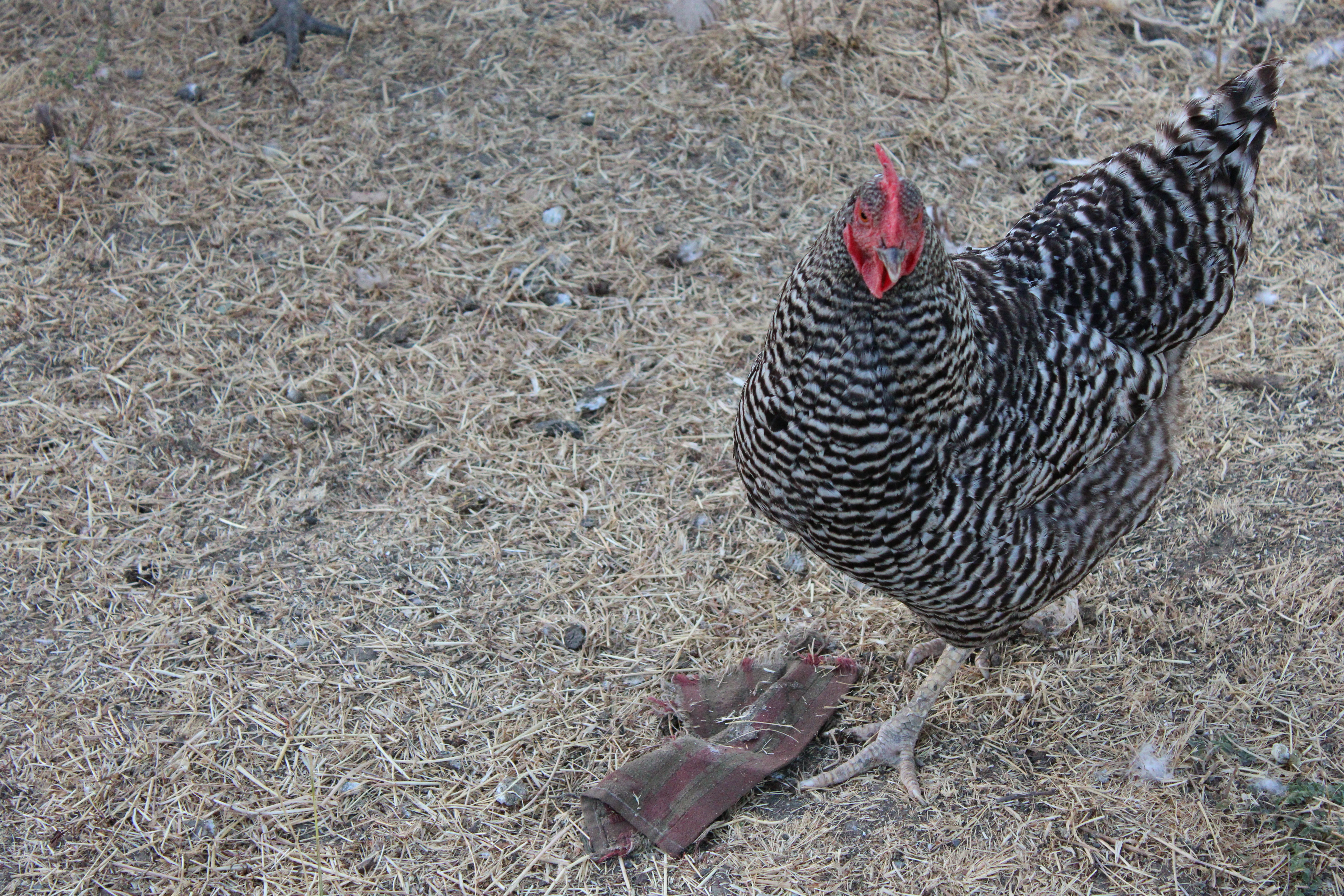 Barred hen standing in straw