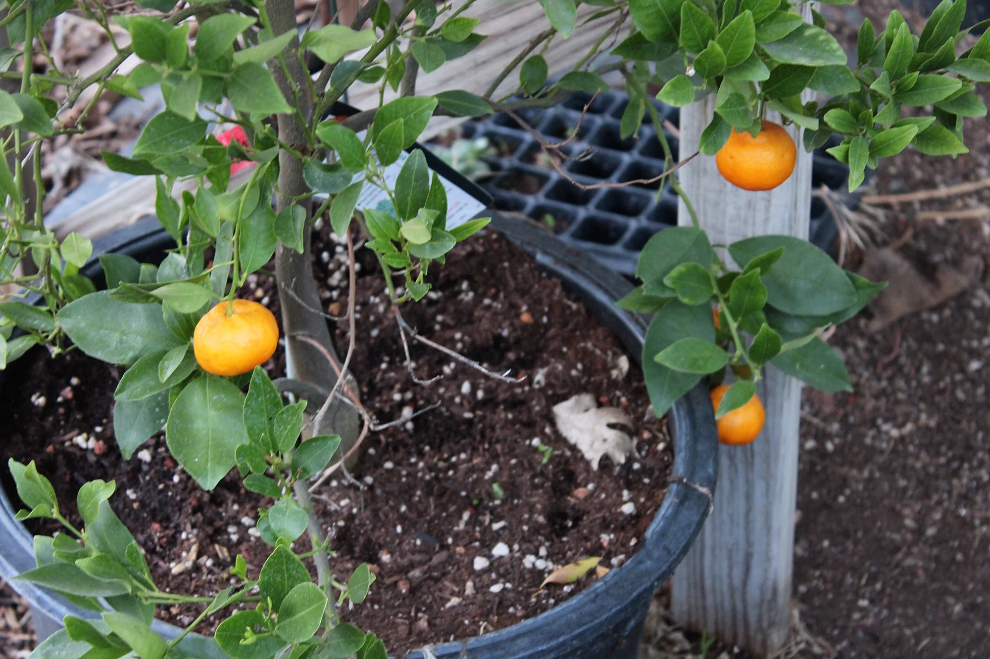Small citrus fruit ripening on a potted tree