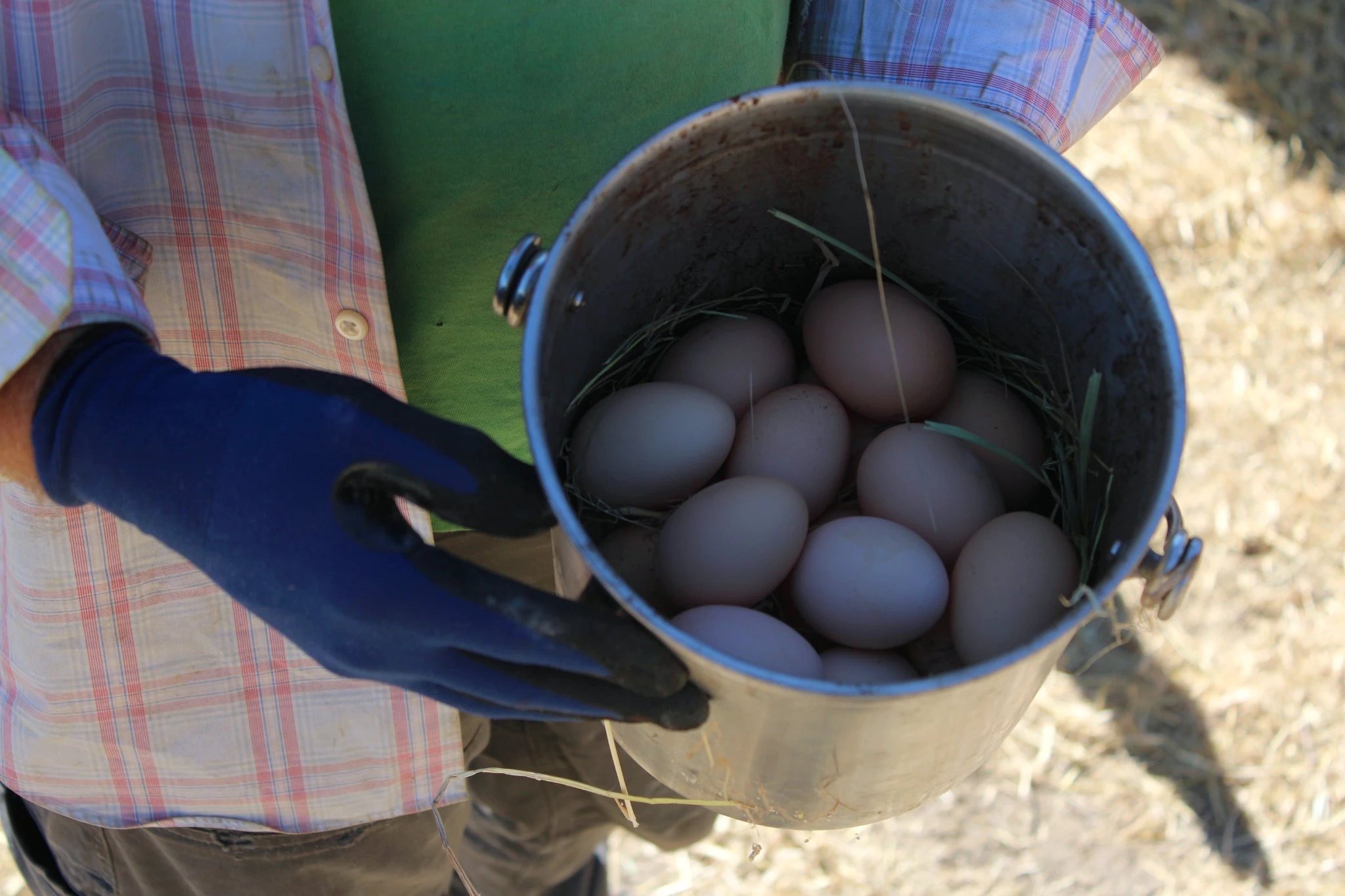 Freshly gathered eggs in a metal pail