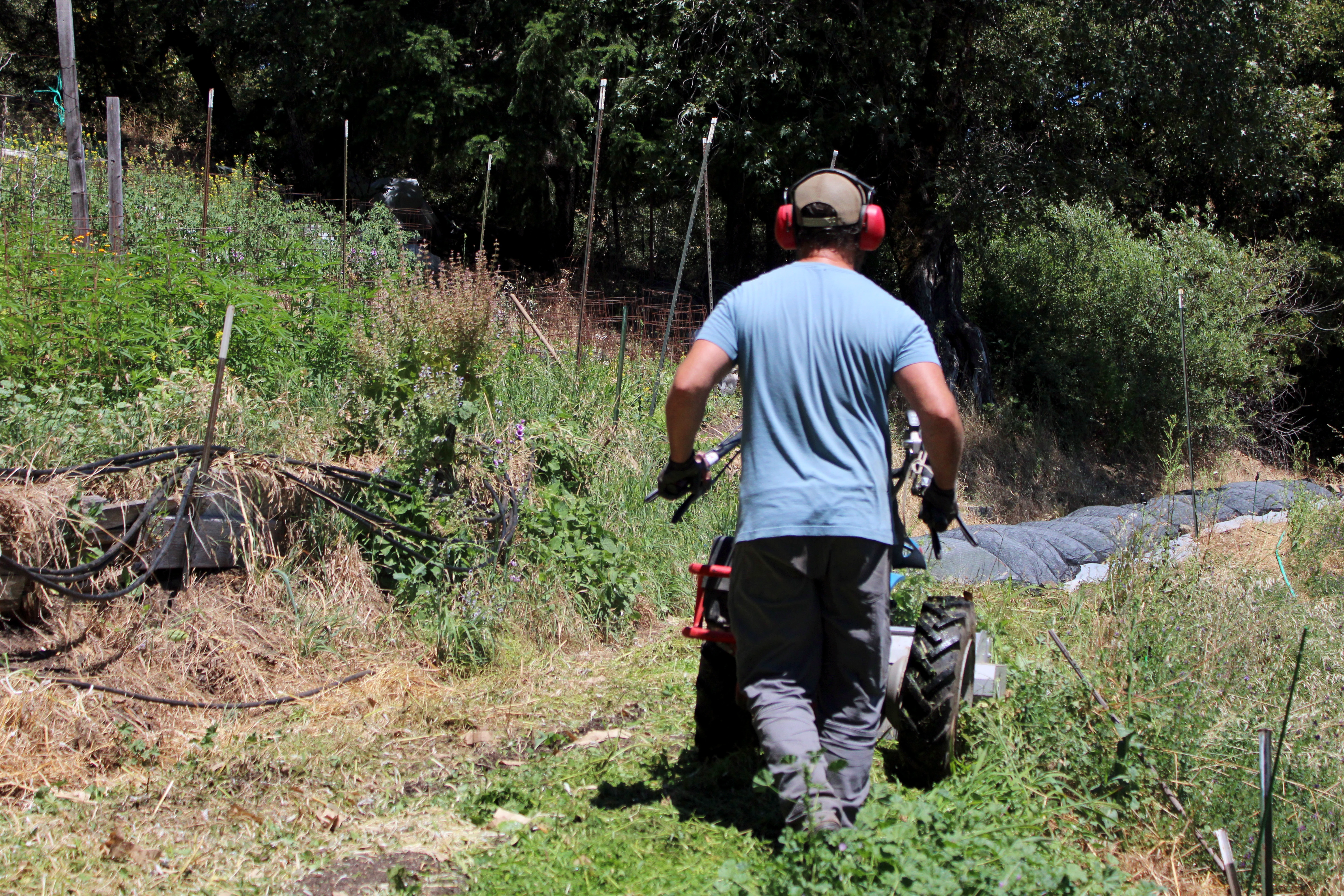 Farmer walking equipment through a cultivated field