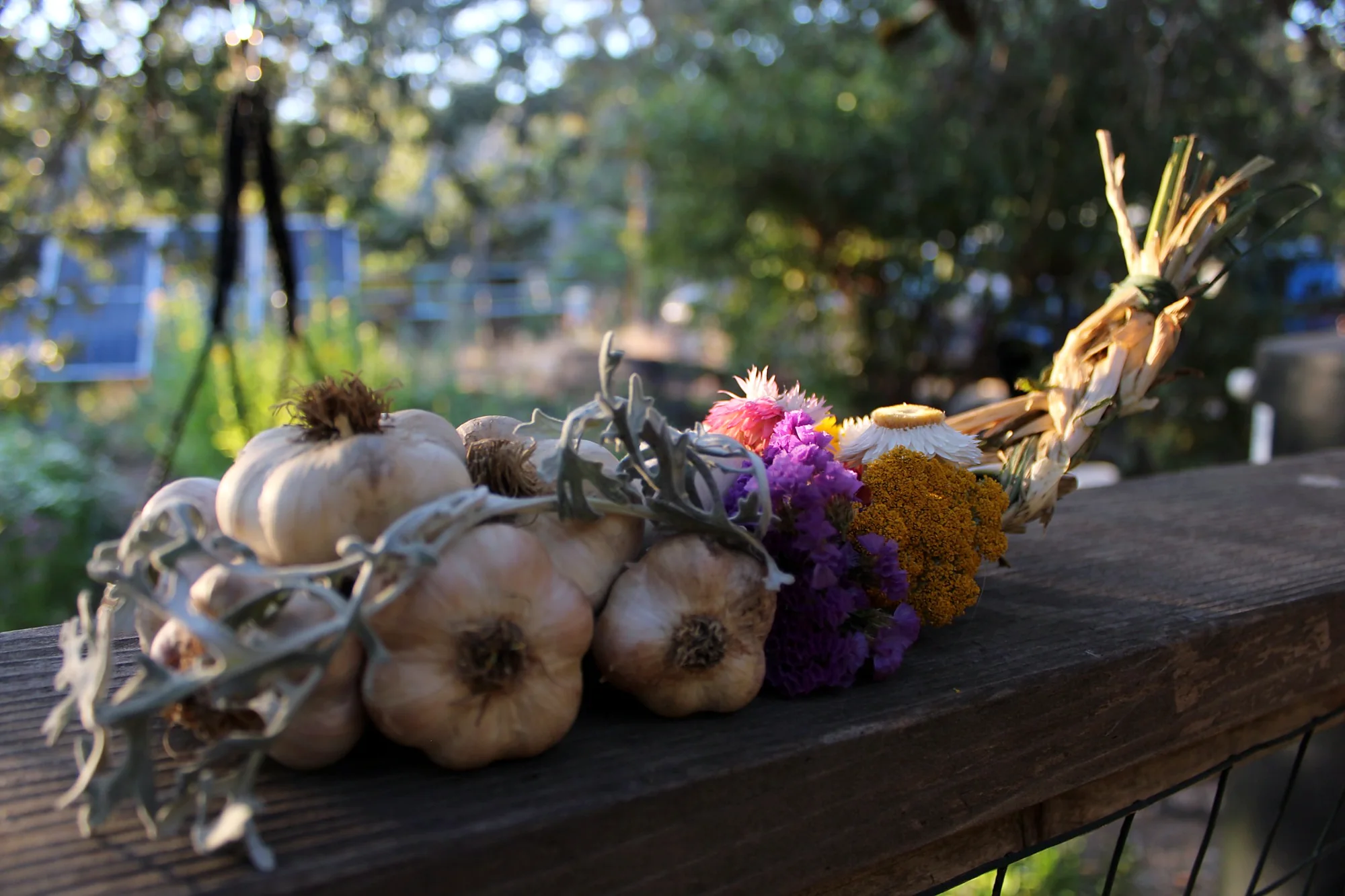 Garlic and farm flowers resting on a wooden rail