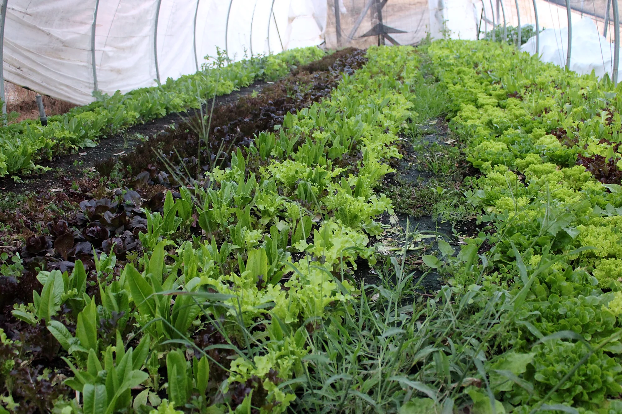 Rows of leafy greens growing inside a hoop house