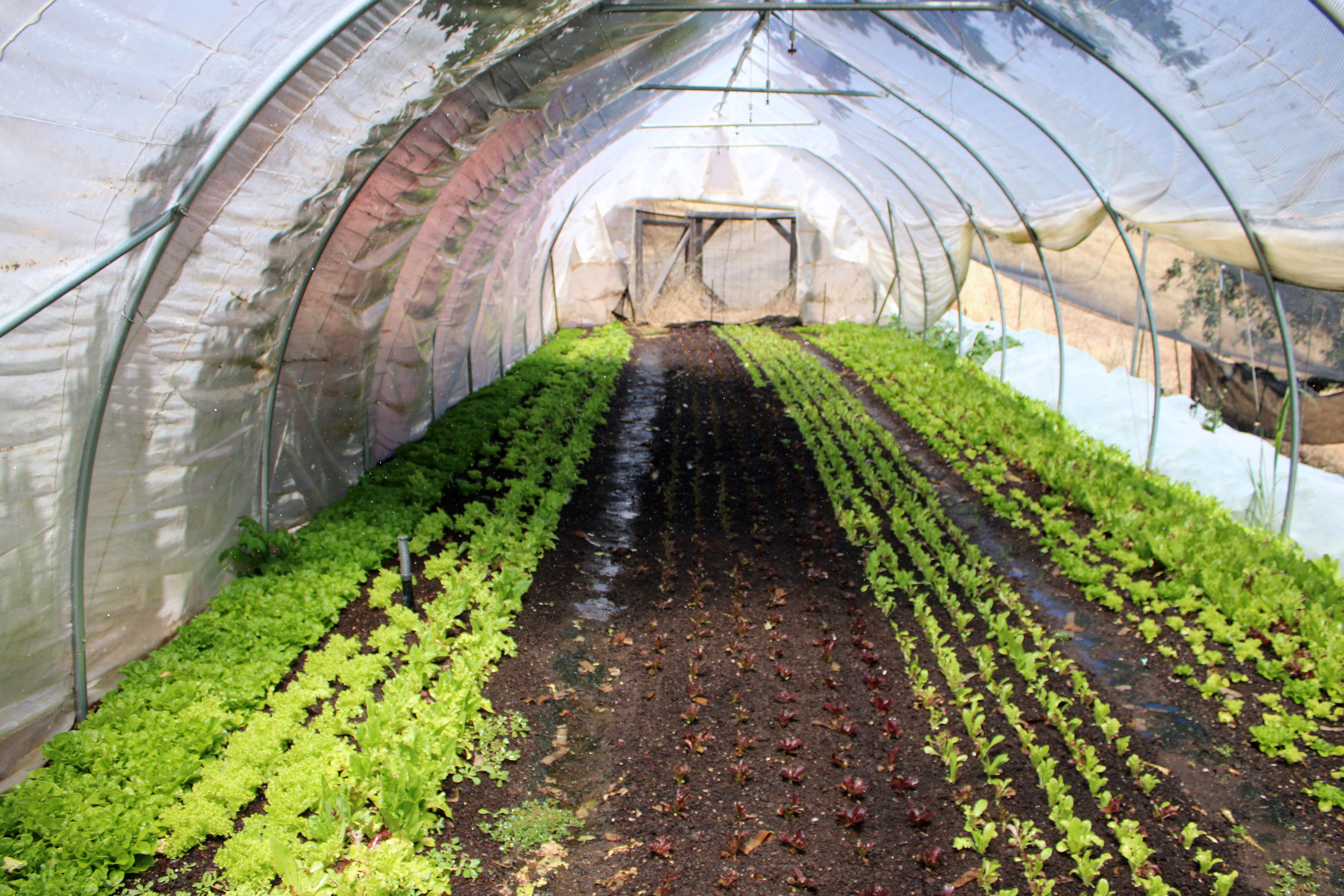 Rows of fresh greens growing inside a HappyDay Farms hoop house