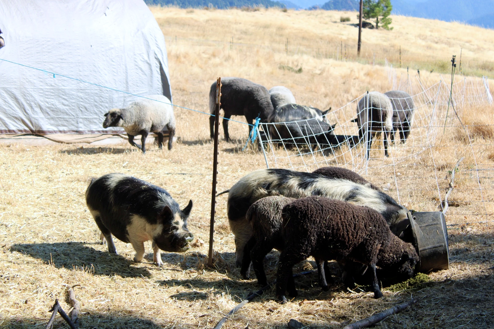Pigs and sheep sharing a pasture area