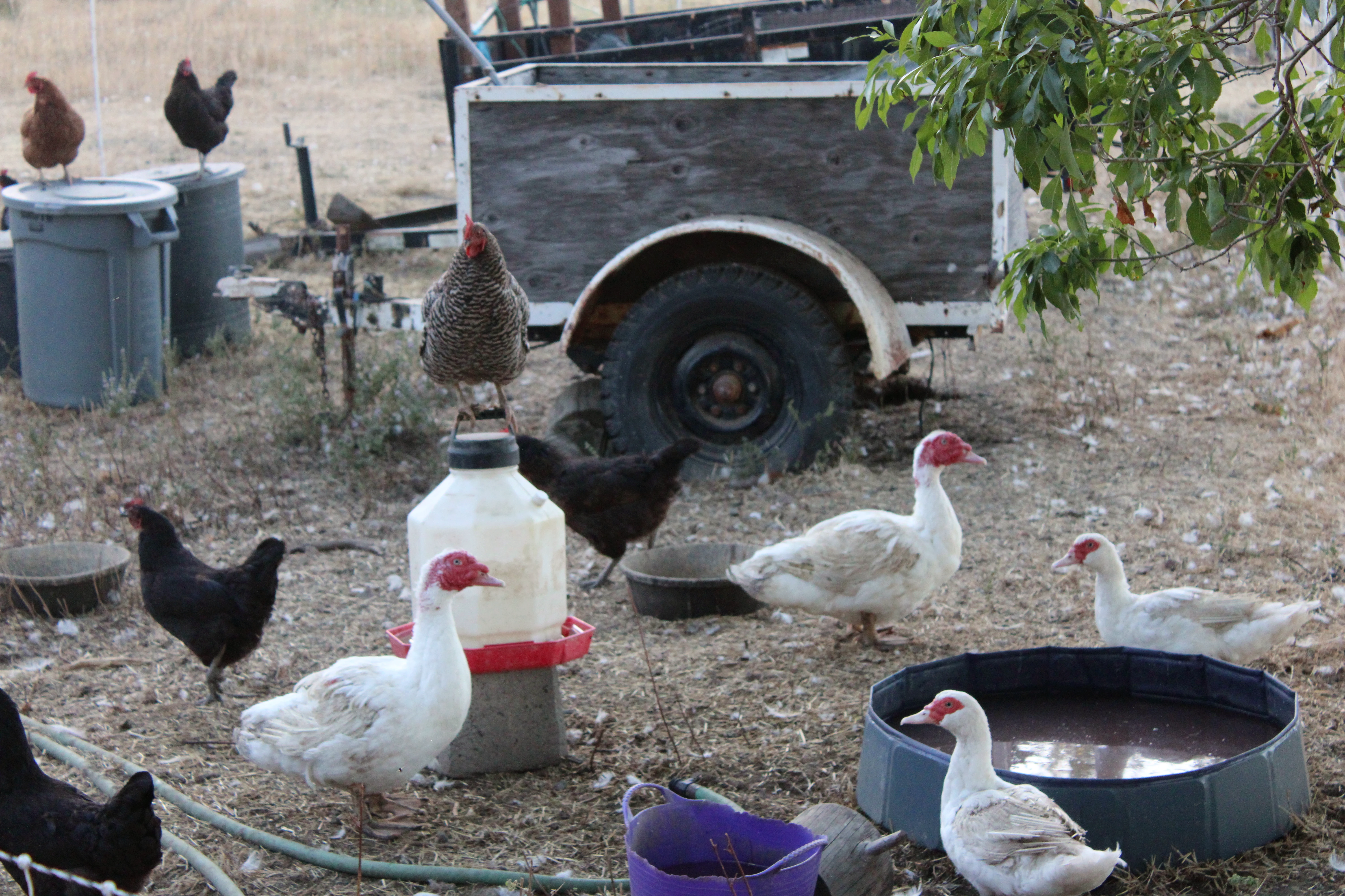 Chickens and ducks in the farmyard