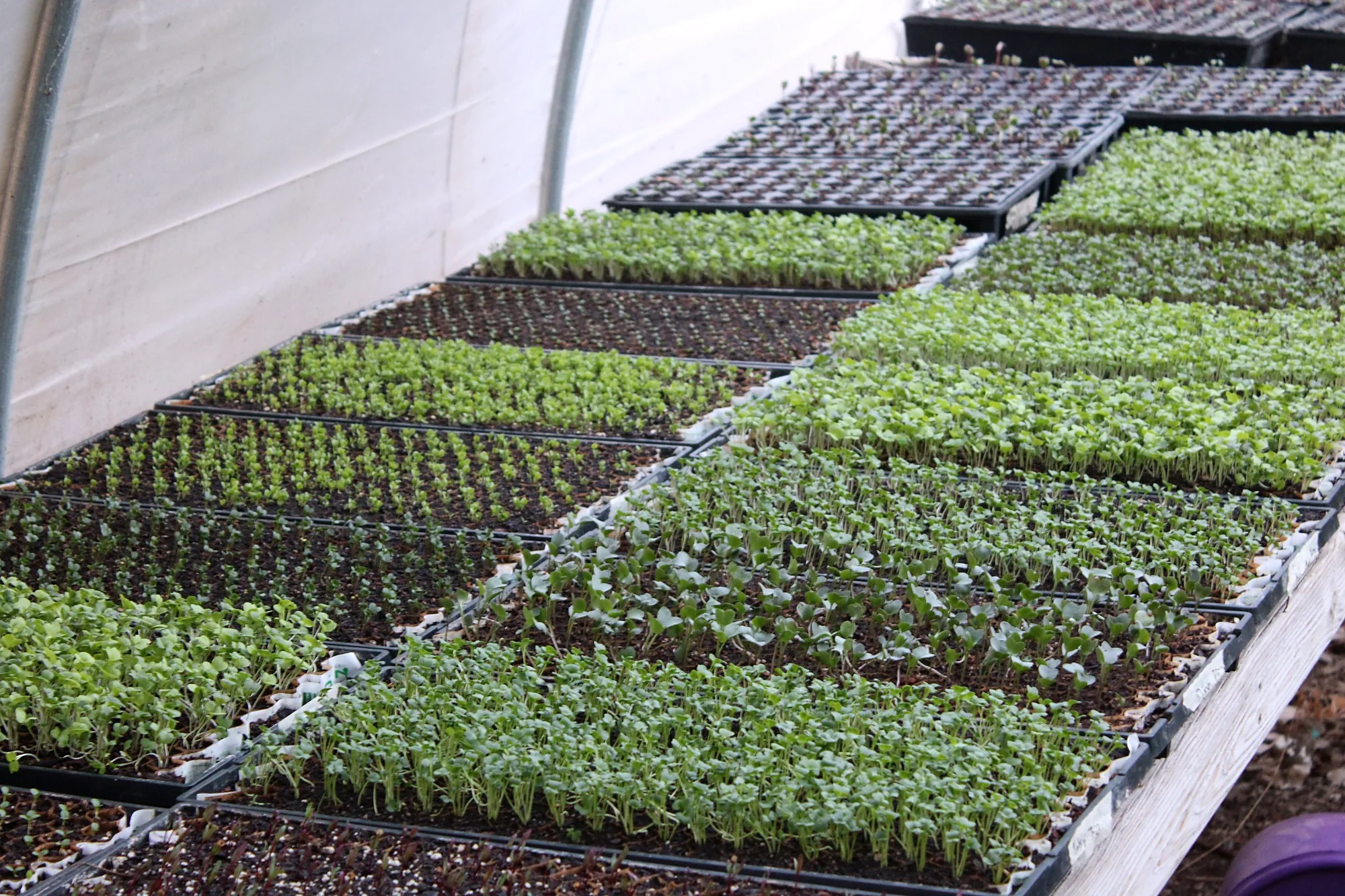 Seedling trays inside the propagation house