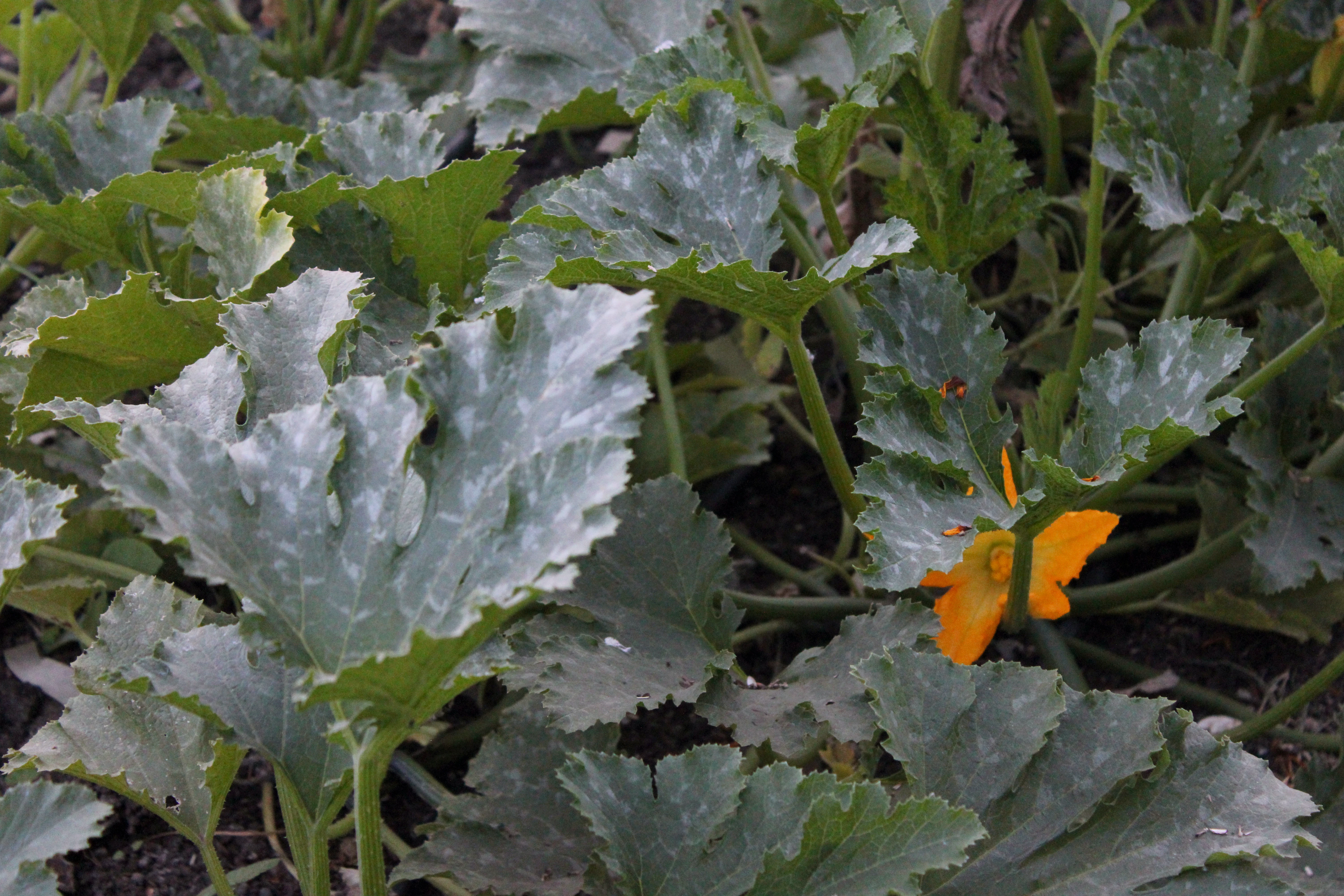 Squash blossom among broad leaves