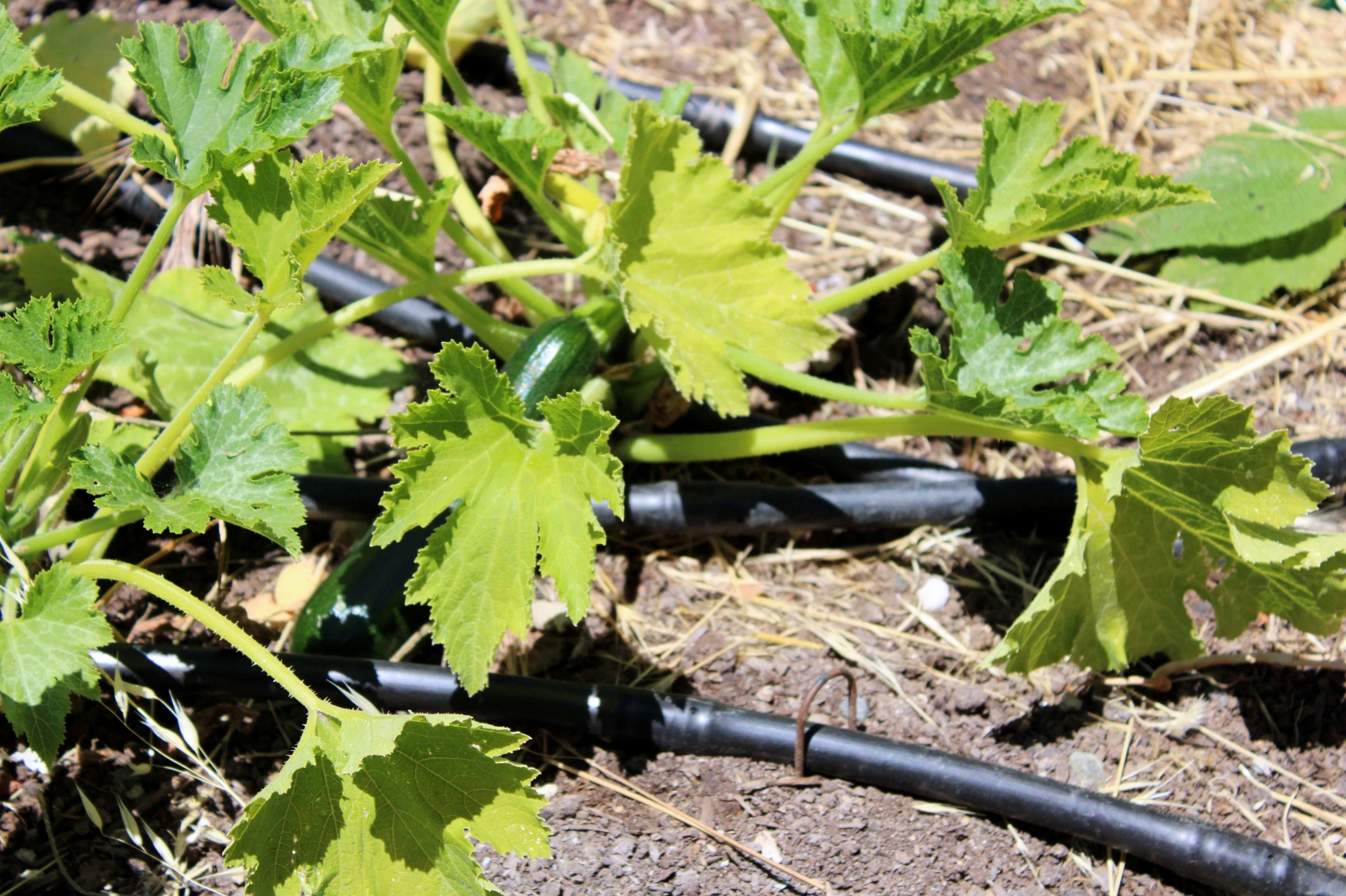 Young summer squash growing among leaves and irrigation lines