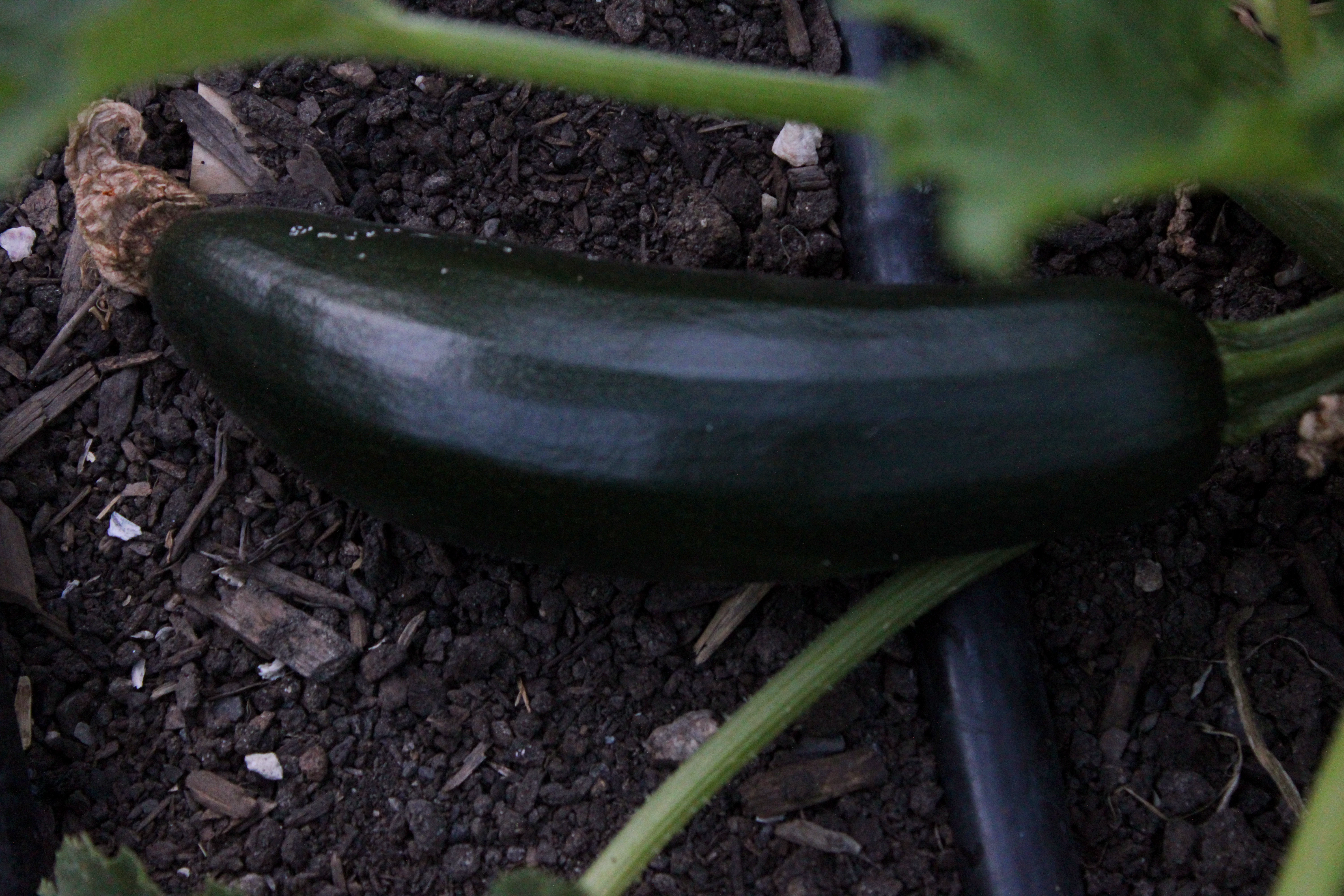 Zucchini growing in dark soil